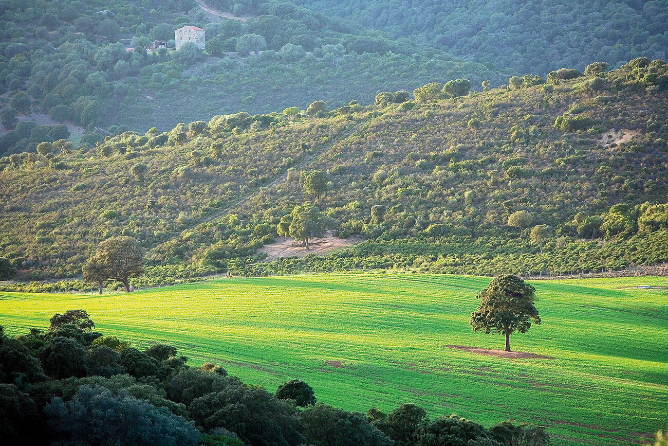 Vue duDomaine de Murtoli Vue duDomaine de Murtoli