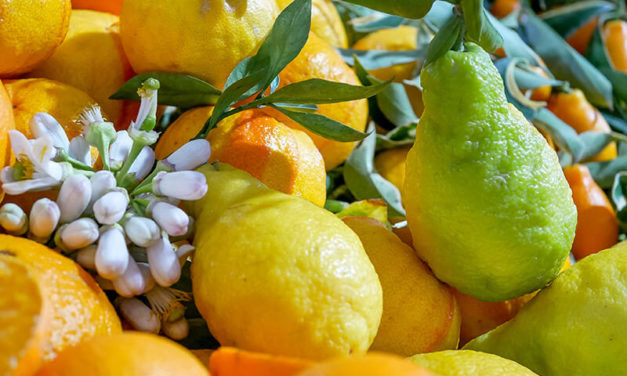Discover the citrus conservatory of INRA and CIRAD of Corsica.