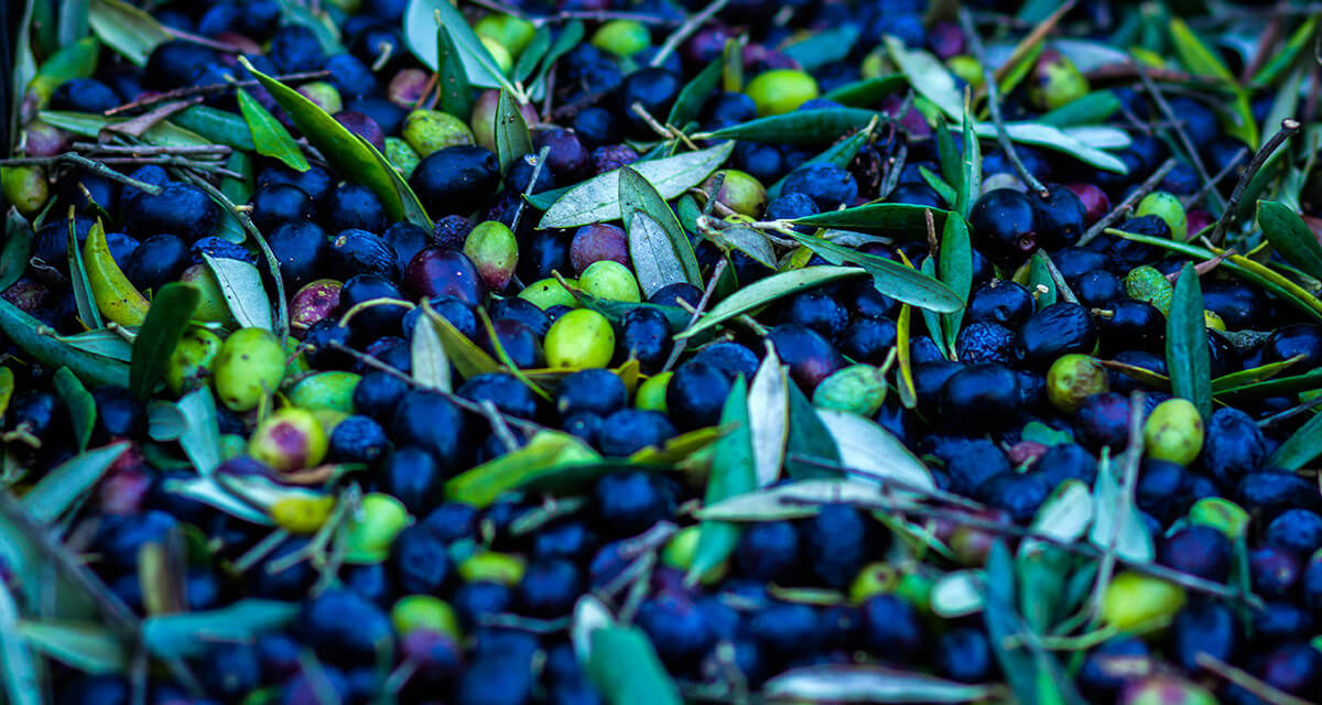 L’huile d’olive du Domaine Marquiliani, un produit d’excellence, frais et vrai.