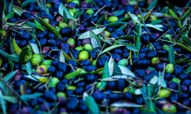Marquiliani estate olive oil, a product of excellence, fresh and true.