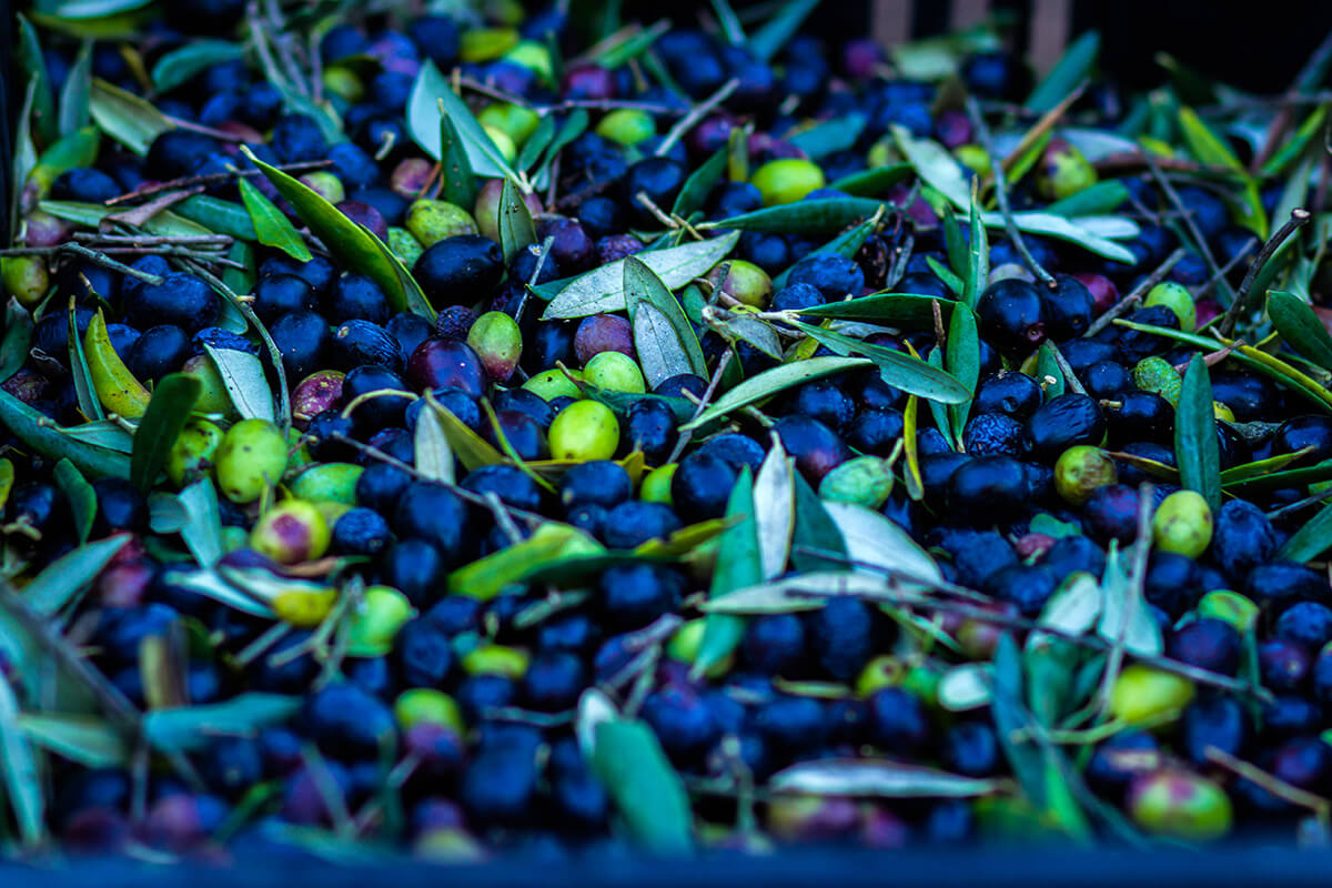 Featured image for “L’huile d’olive du Domaine Marquiliani, un produit d’excellence, frais et vrai.”